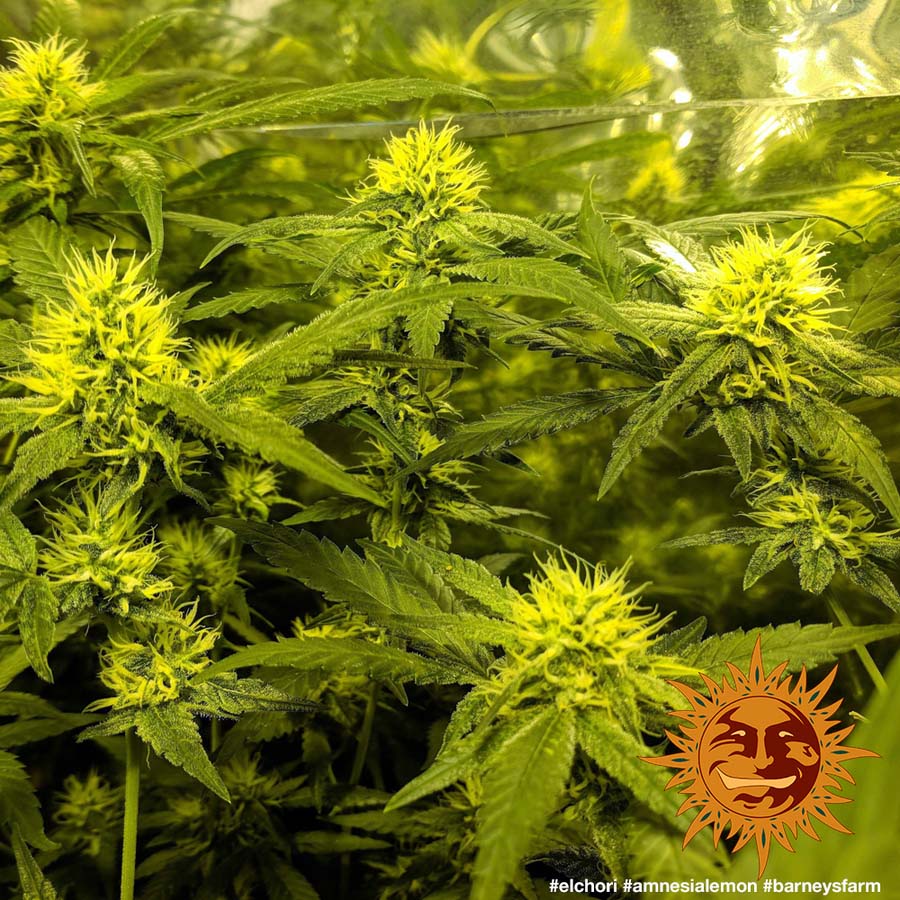 amnesia weed amnesia weed