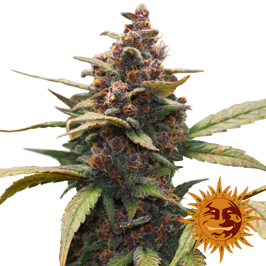 ! Ayahuasca Purple Cannabis Seeds | Official Barneys Website