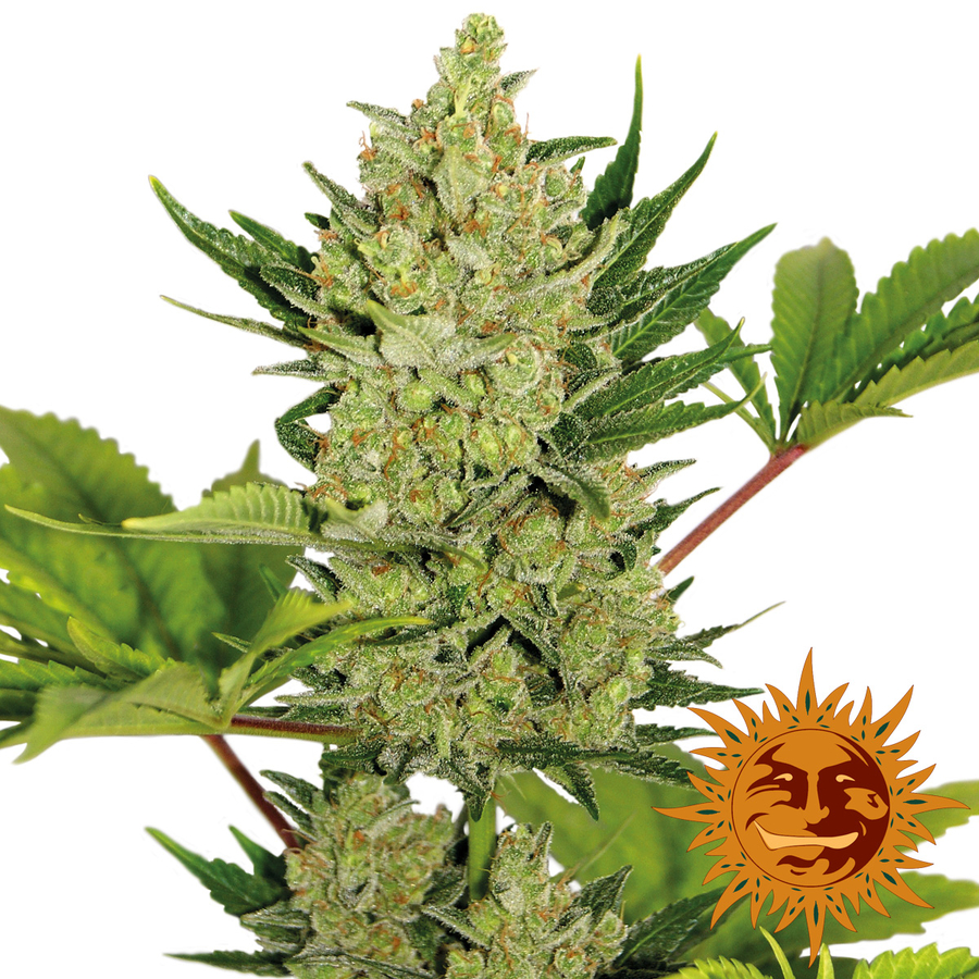! BLUE CHEESE AUTO™ Cannabis Seeds Barneys Farm®