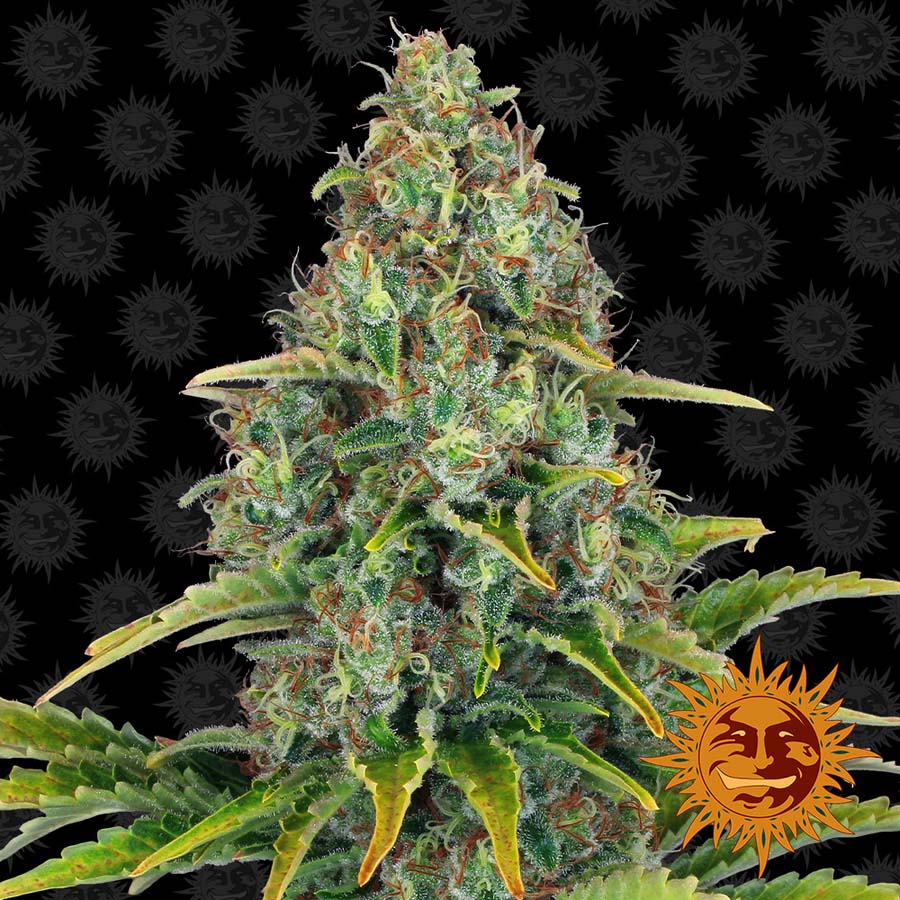 ! BLUE CHEESE AUTO™ Autoflowering Cannabis Seeds BARNEYS FARM®