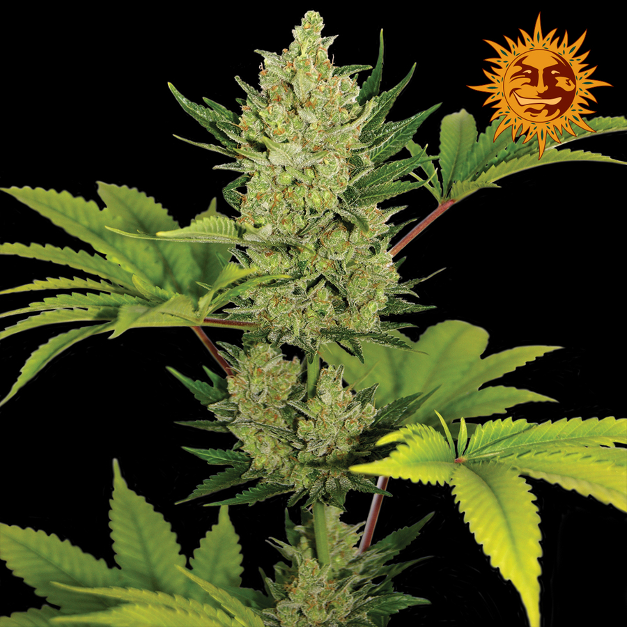 ! BLUE CHEESE AUTO™ Cannabis Seeds Barneys Farm®