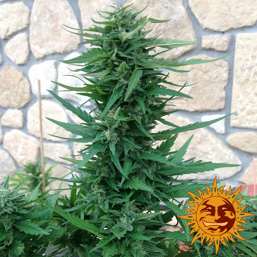 ! BLUE CHEESE AUTO™ Cannabis Seeds Barneys Farm®