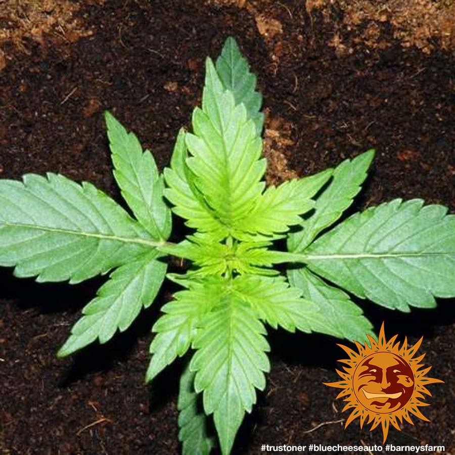 ! BLUE CHEESE AUTO™ Autoflowering Cannabis Seeds BARNEYS FARM®