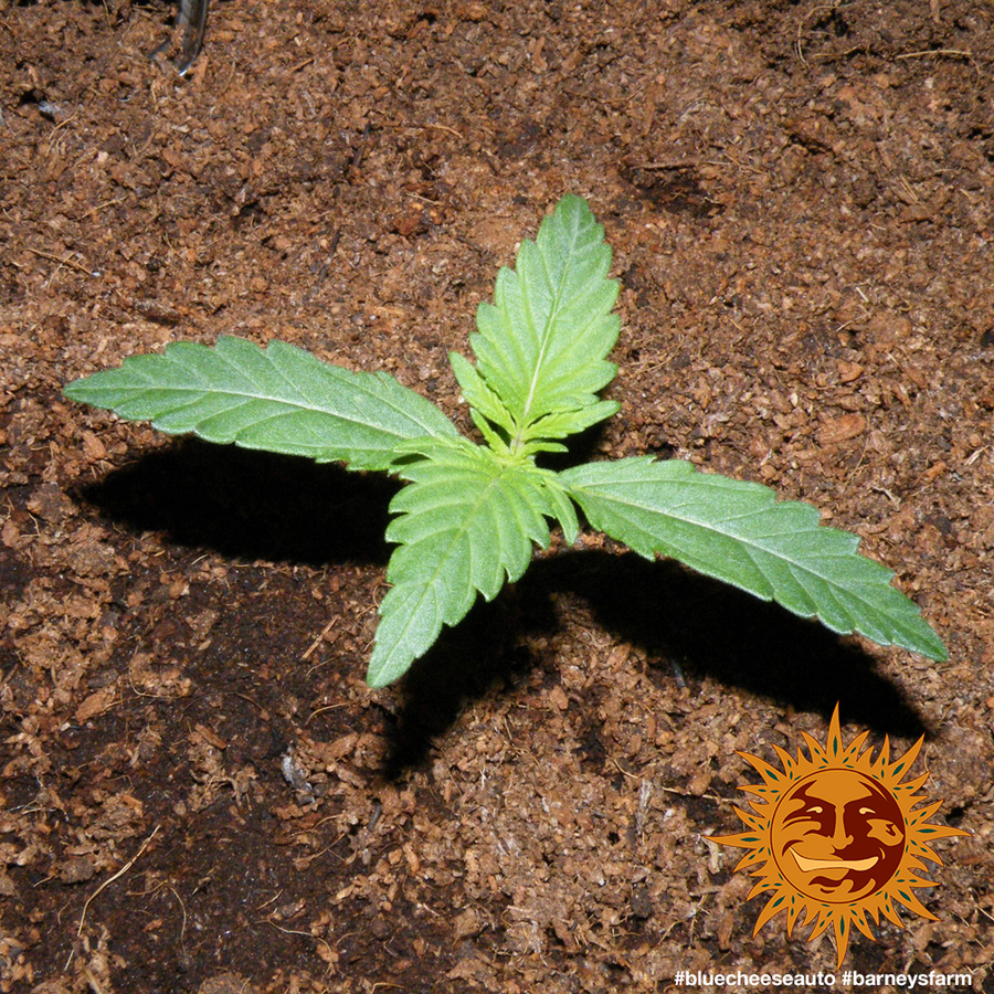 ! BLUE CHEESE AUTO™ Autoflowering Cannabis Seeds BARNEYS FARM®