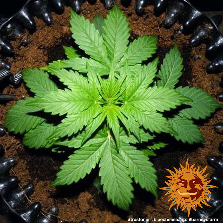 ! BLUE CHEESE AUTO™ Autoflowering Cannabis Seeds BARNEYS FARM®