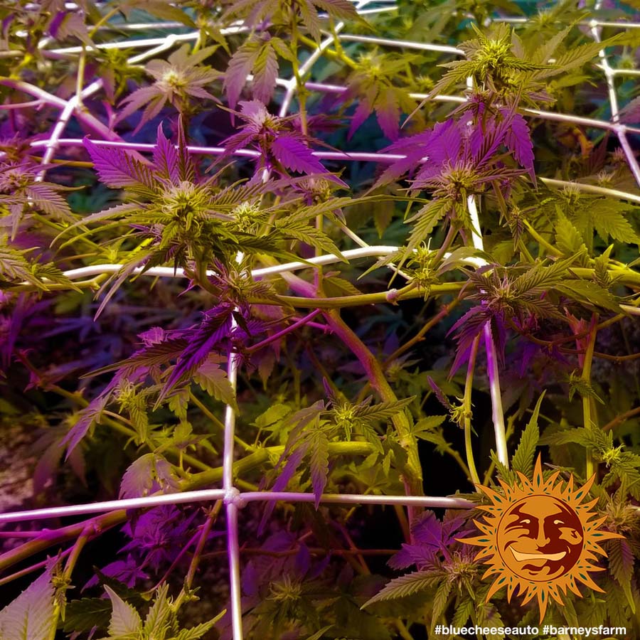 ! BLUE CHEESE AUTO™ Autoflowering Cannabis Seeds BARNEYS FARM®