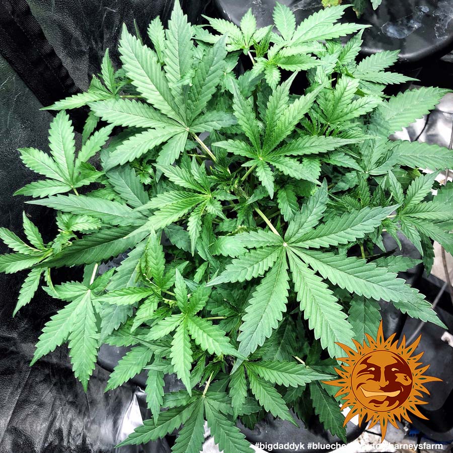 ! BLUE CHEESE AUTO™ Autoflowering Cannabis Seeds BARNEYS FARM®
