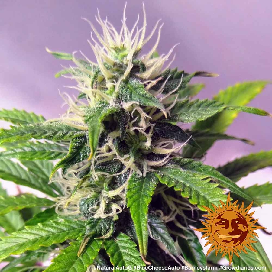 ! BLUE CHEESE AUTO™ Autoflowering Cannabis Seeds BARNEYS FARM®