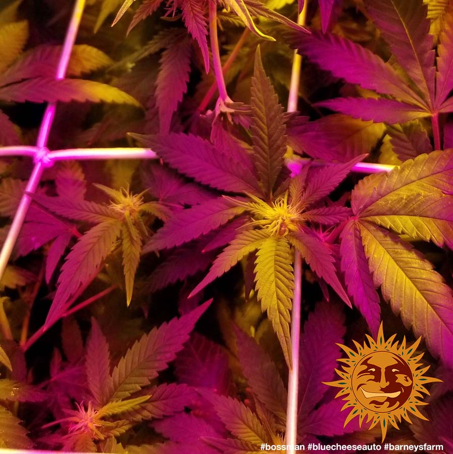! BLUE CHEESE AUTO™ Autoflowering Cannabis Seeds BARNEYS FARM®