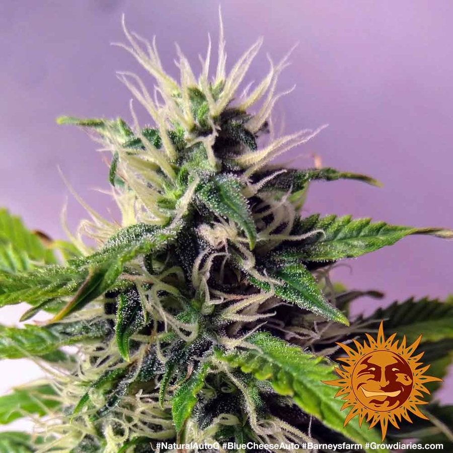 ! BLUE CHEESE AUTO™ Autoflowering Cannabis Seeds BARNEYS FARM®
