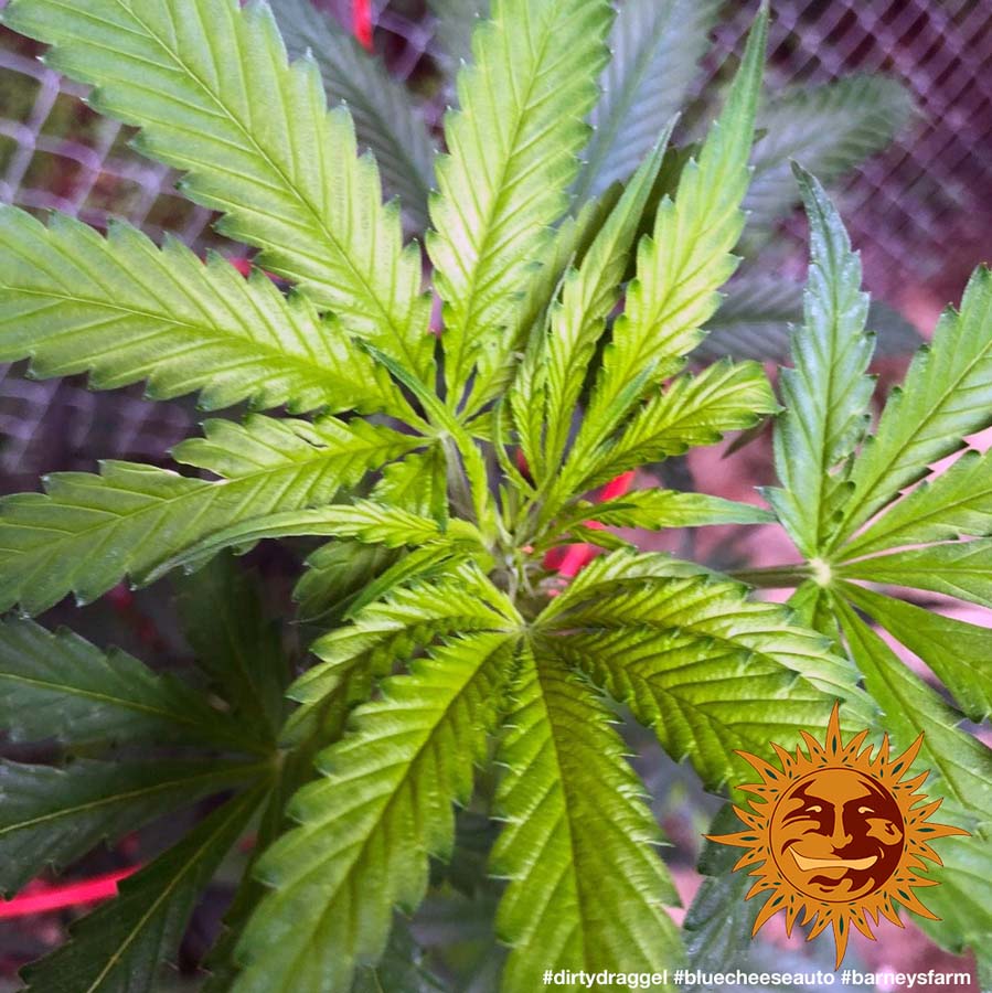 ! BLUE CHEESE AUTO™ Autoflowering Cannabis Seeds BARNEYS FARM®