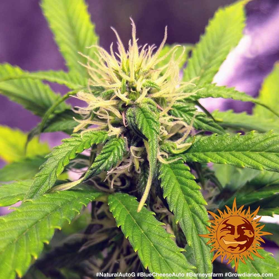 ! BLUE CHEESE AUTO™ Autoflowering Cannabis Seeds BARNEYS FARM®