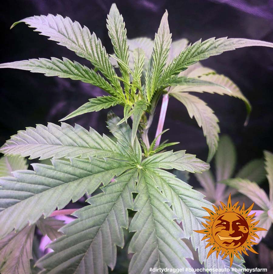 ! BLUE CHEESE AUTO™ Autoflowering Cannabis Seeds BARNEYS FARM®