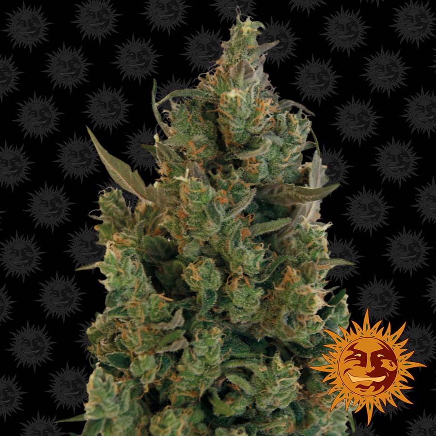 ! BLUE CHEESE™ Cannabis Seeds BARNEYS FARM®