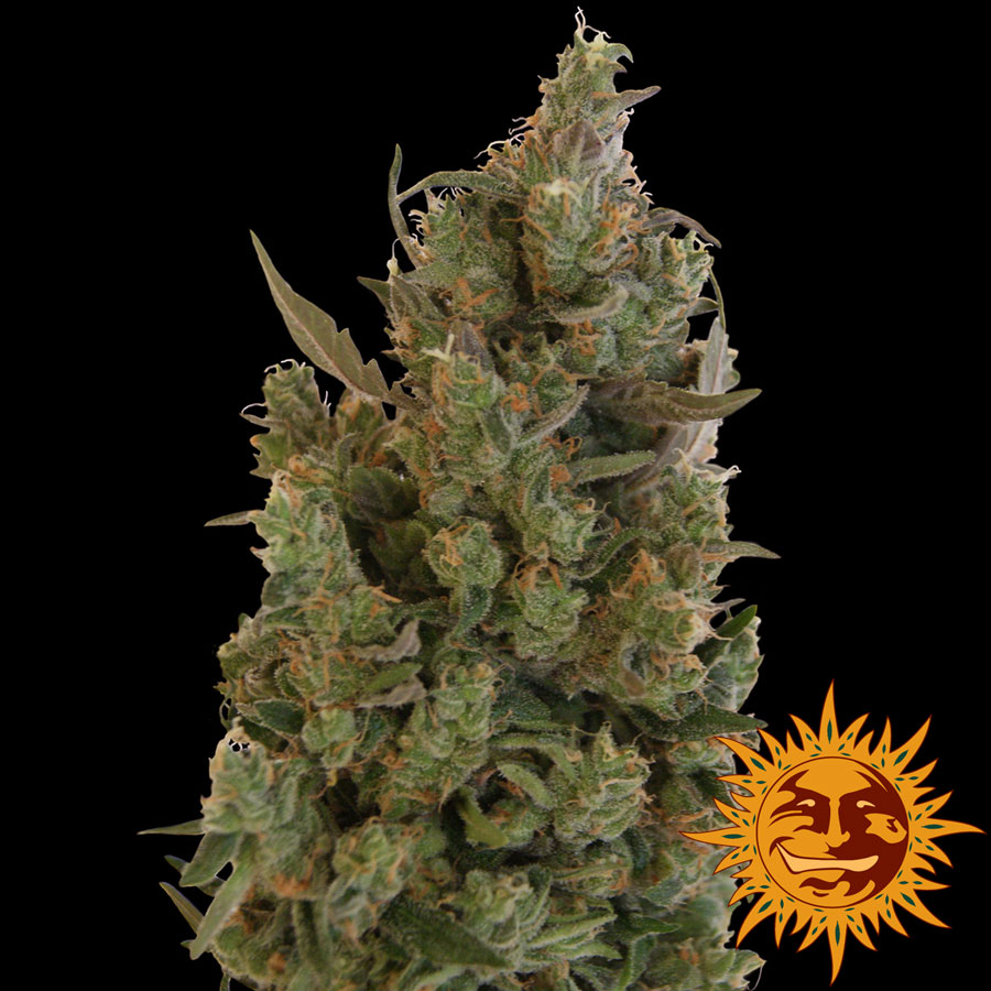 ! Blue Cheese Cannabis Seeds Official Barneys Farm site