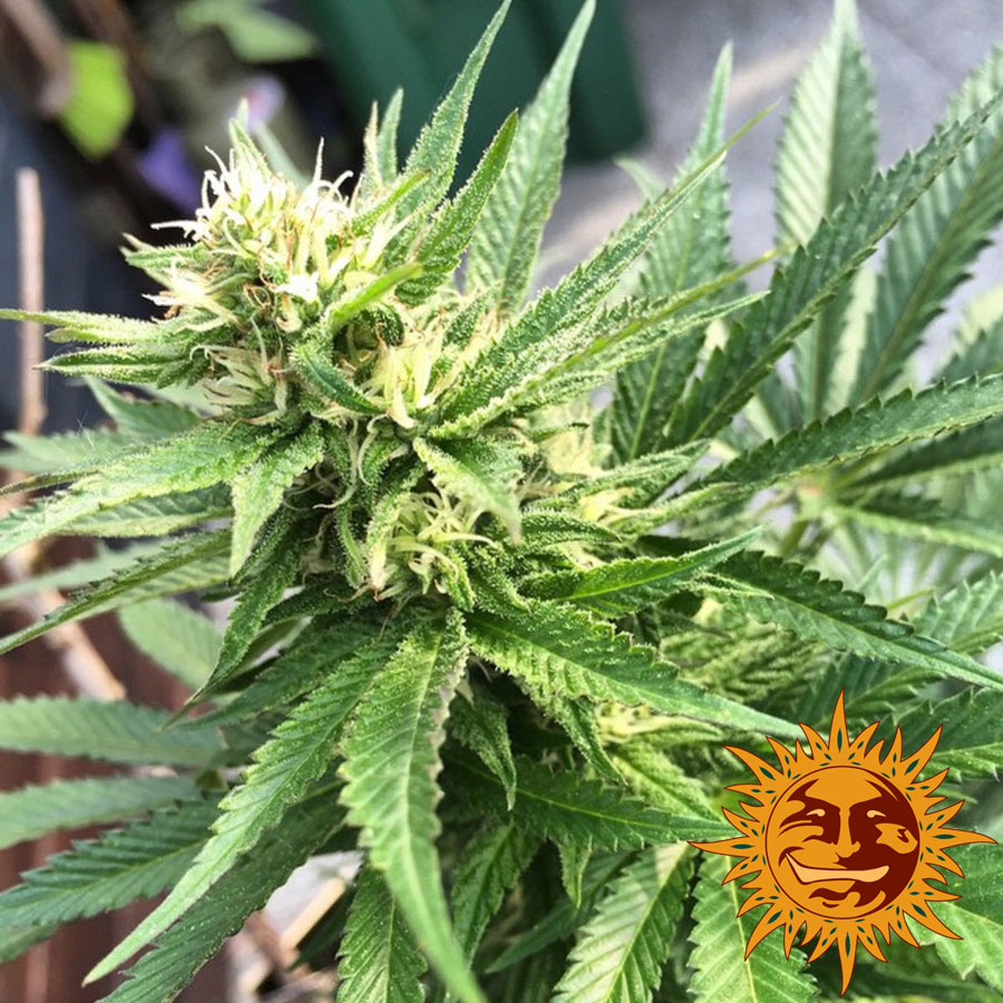 ! Blue Cheese Cannabis Seeds Official Barneys Farm site