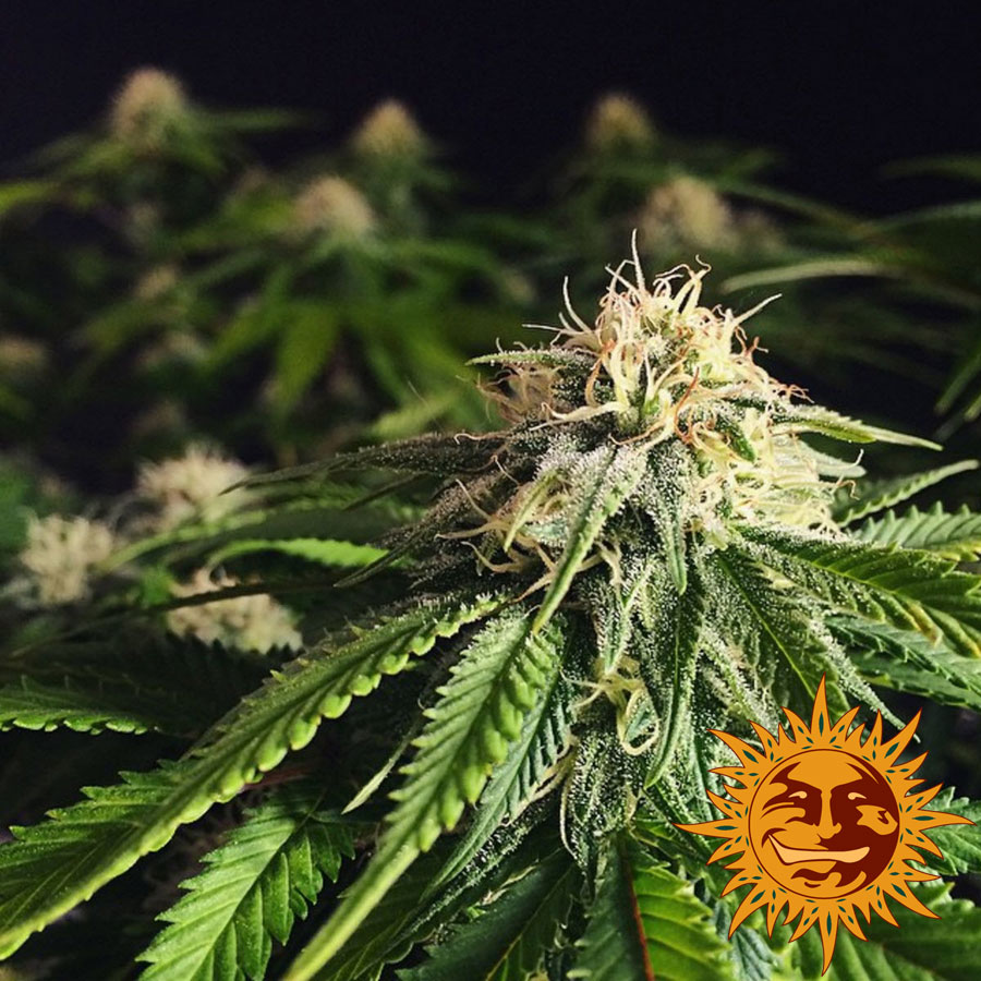 ! Blue Cheese Cannabis Seeds Official Barneys Farm Website