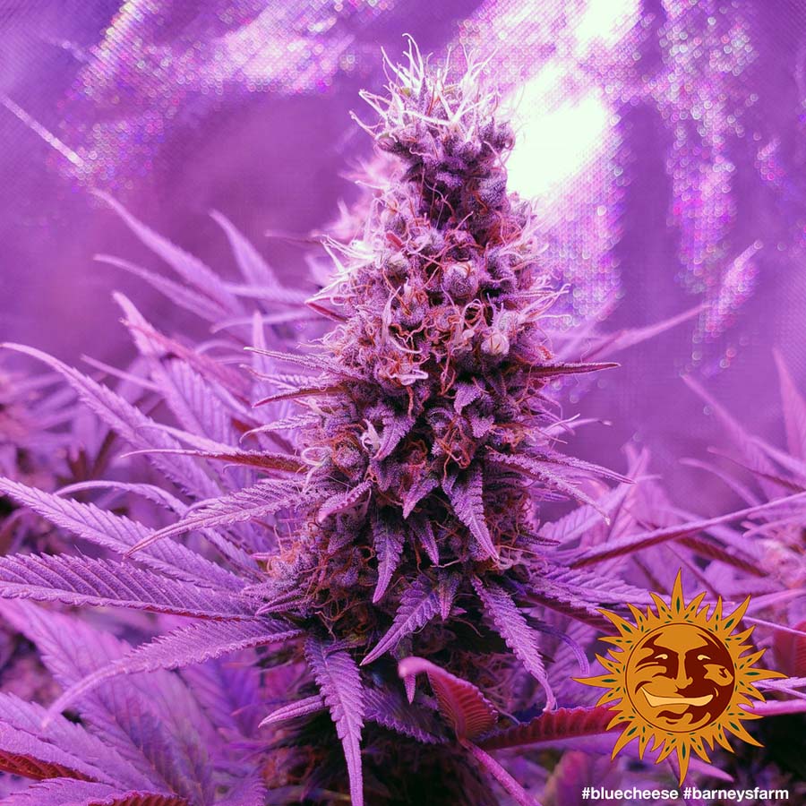 ! BLUE CHEESE™ BARNEYS FARM® Cannabis Samen