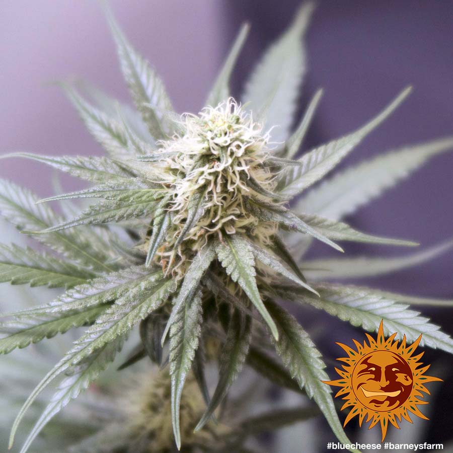 ! BLUE CHEESE™ Cannabis Seeds BARNEYS FARM®