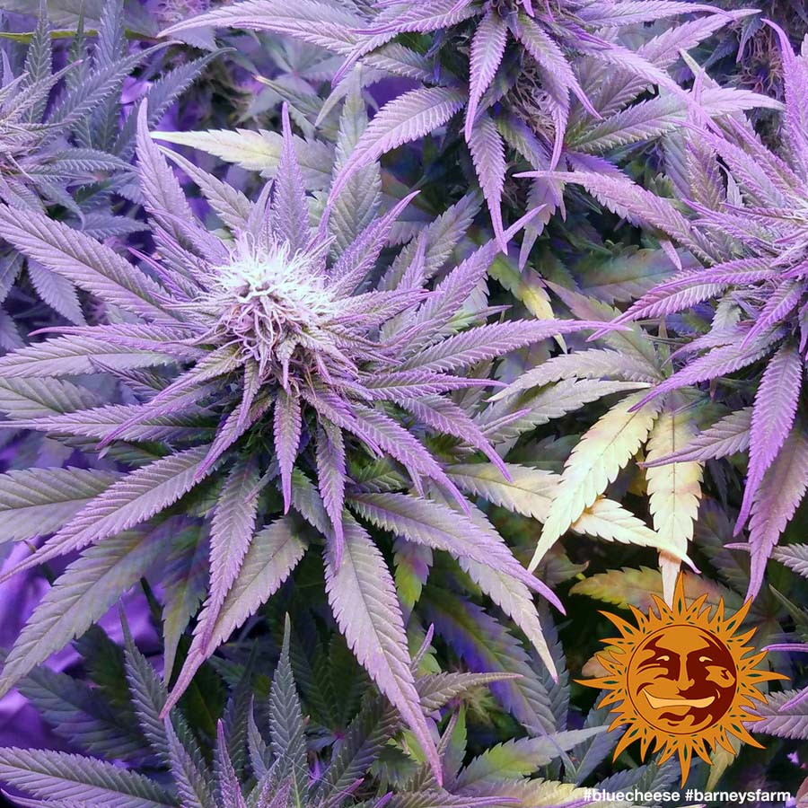 ! BLUE CHEESE™ Cannabis Seeds BARNEYS FARM®