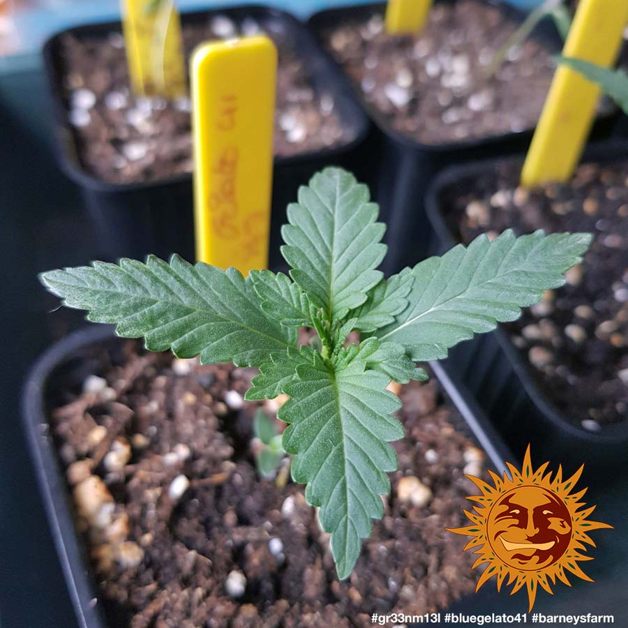 ! BLUE GELATO 41™ Cannabis Seeds BARNEYS FARM®
