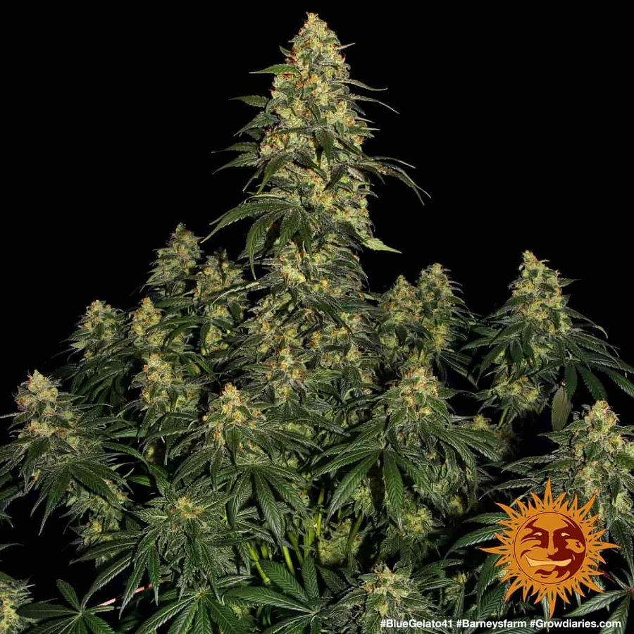 blue-gelato-41-cannabis-seeds-barneys-farm