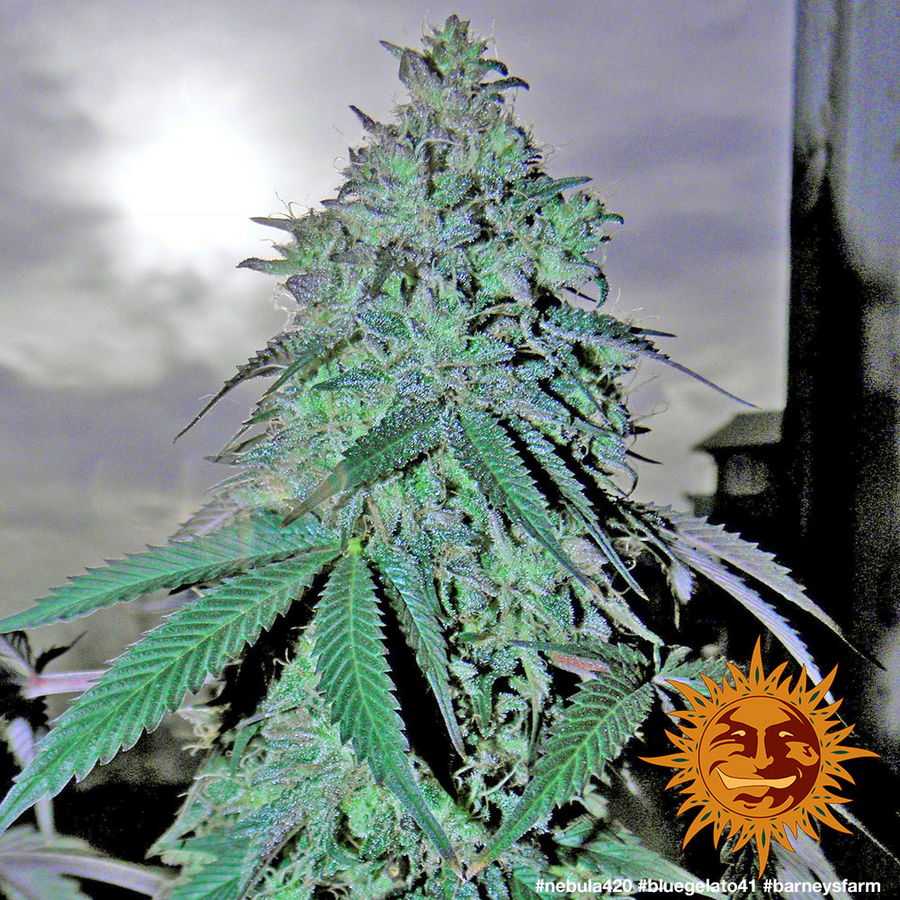 ! BLUE GELATO 41™ Cannabis Seeds BARNEYS FARM®