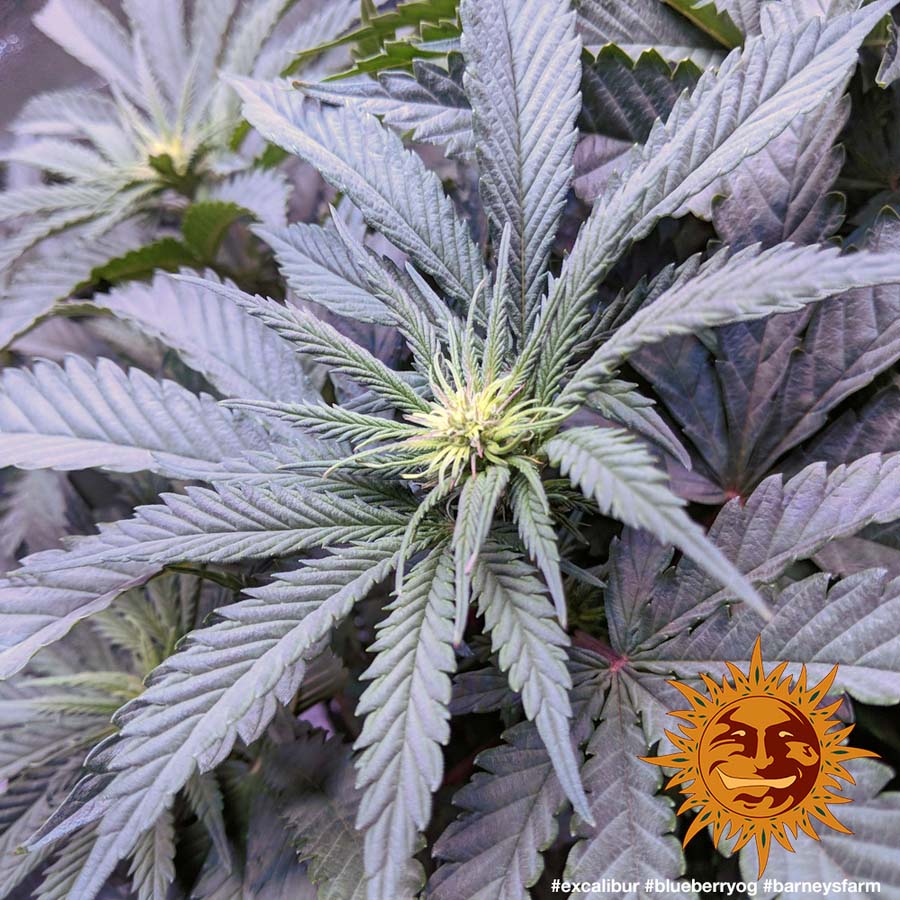 ! BLUEBERRY OG™ Cannabis Seeds BARNEYS FARM®