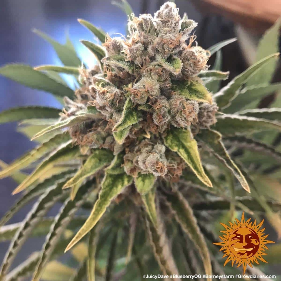 ! BLUEBERRY OG™ Cannabis Seeds BARNEYS FARM®