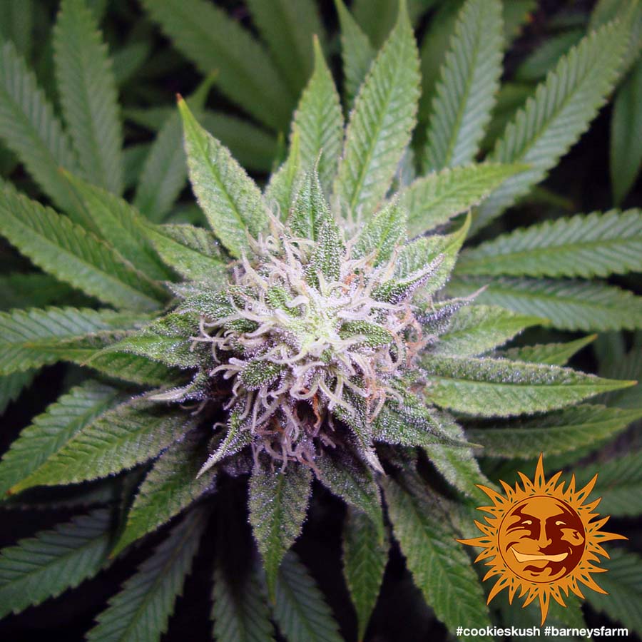 ! COOKIES KUSH™ Cannabis Seeds BARNEYS FARM®