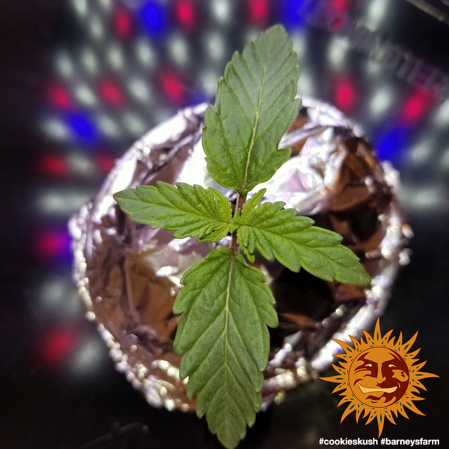 ! COOKIES KUSH™ Cannabis Seeds BARNEYS FARM®