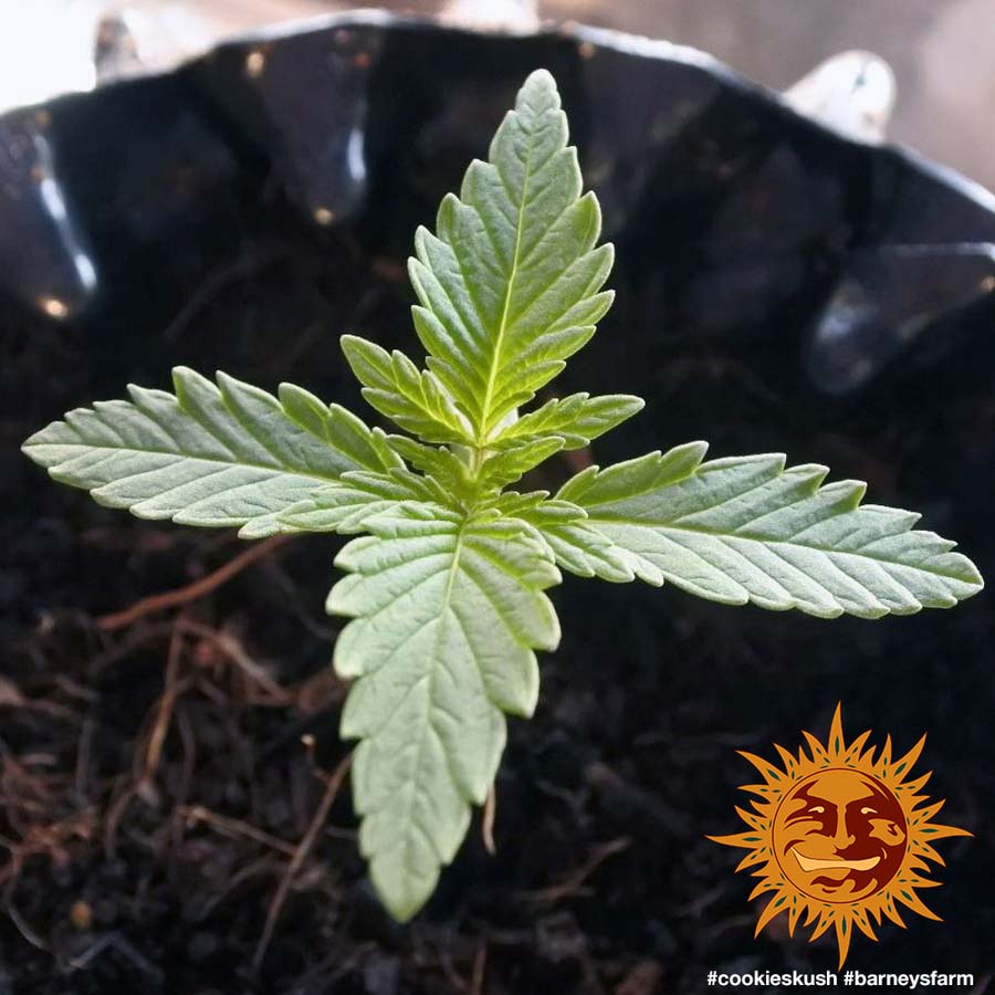 ! COOKIES KUSH™ Cannabis Seeds BARNEYS FARM®