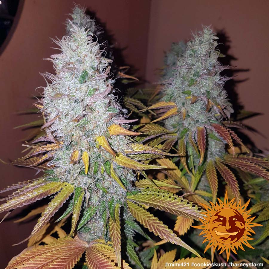 ! COOKIES KUSH™ Cannabis Seeds BARNEYS FARM®