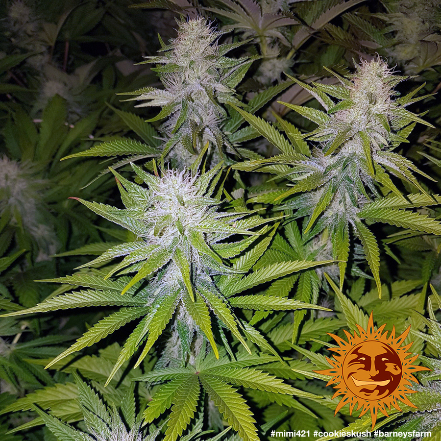 ! COOKIES KUSH™ Cannabis Seeds BARNEYS FARM®