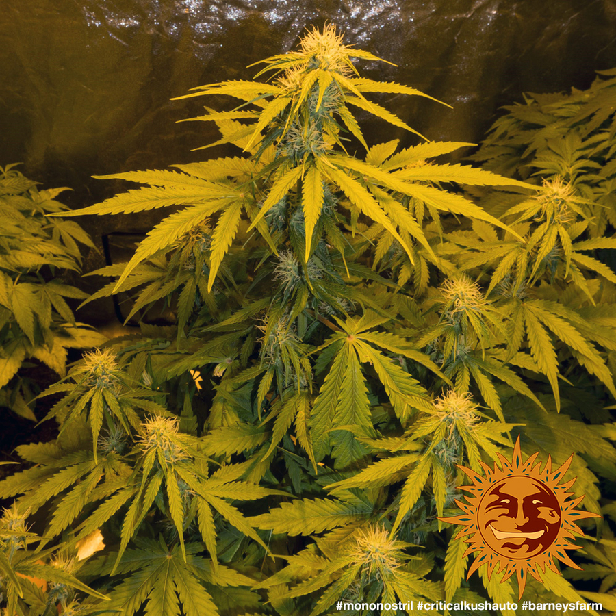 ! CRITICAL KUSH AUTO™ Autoflowering Cannabis Seeds BARNEYS FARM®