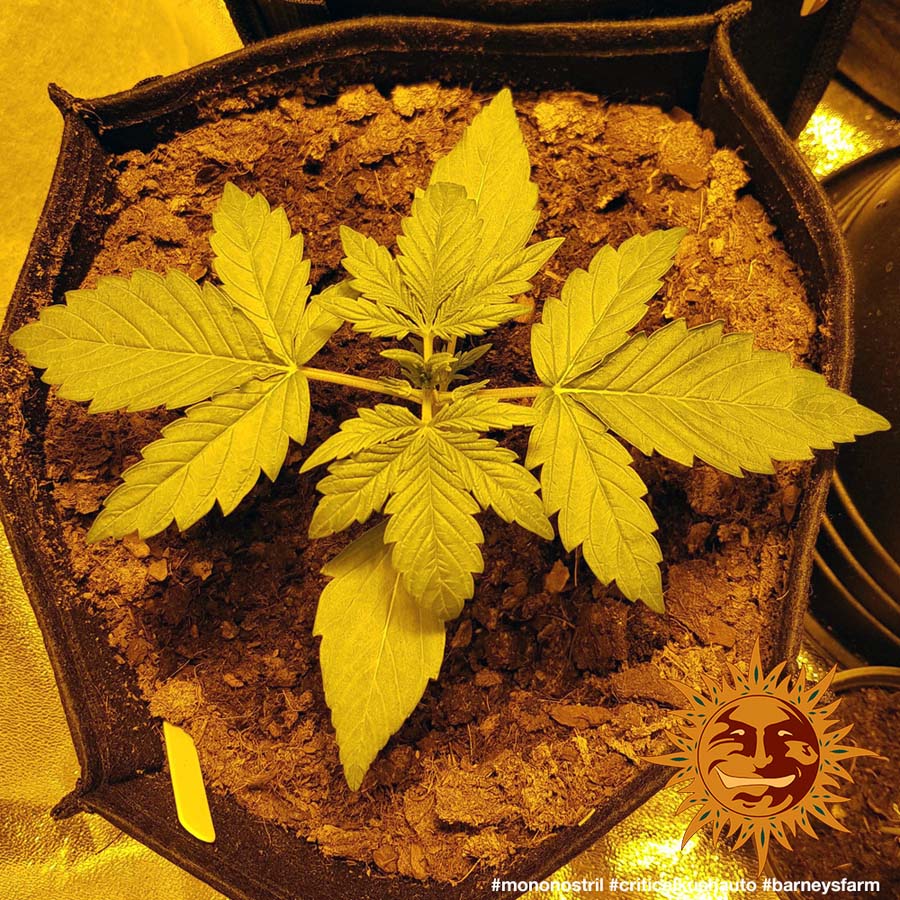 ! CRITICAL KUSH AUTO™ Autoflowering Cannabis Seeds BARNEYS FARM®