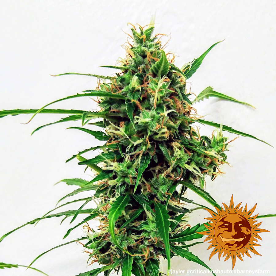 ! CRITICAL KUSH AUTO™ Autoflowering Cannabis Seeds BARNEYS FARM®
