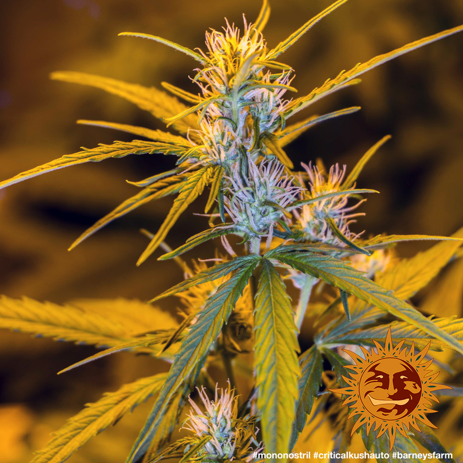 ! CRITICAL KUSH AUTO™ Autoflowering Cannabis Seeds BARNEYS FARM®