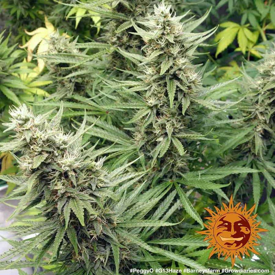 g13-haze-cannabis-seeds-barneys-farm