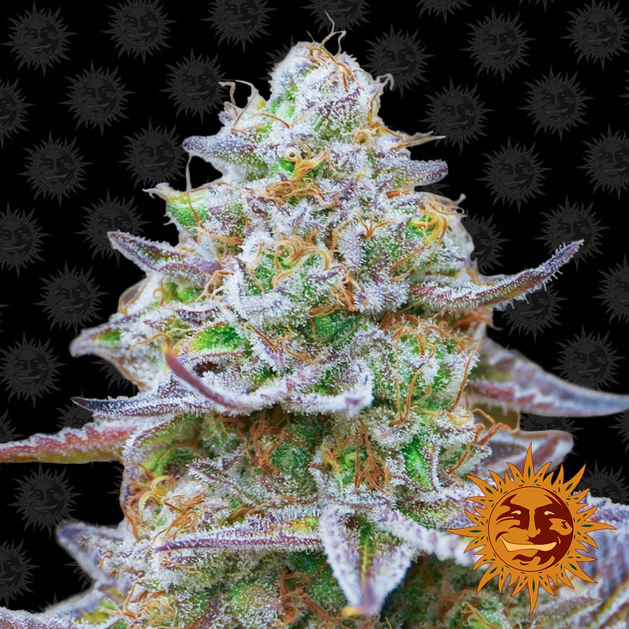 canadian gorilla glue weed canadian gorilla glue weed