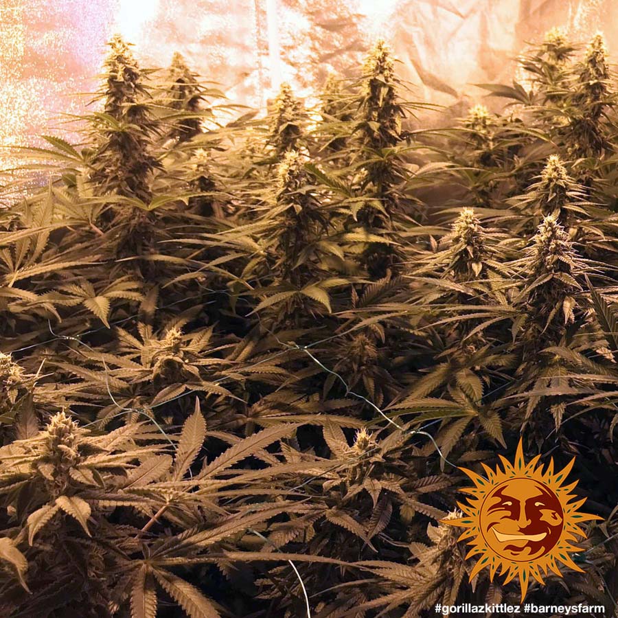 ! GORILLA ZKITTLEZ™ Cannabis Seeds BARNEYS FARM®