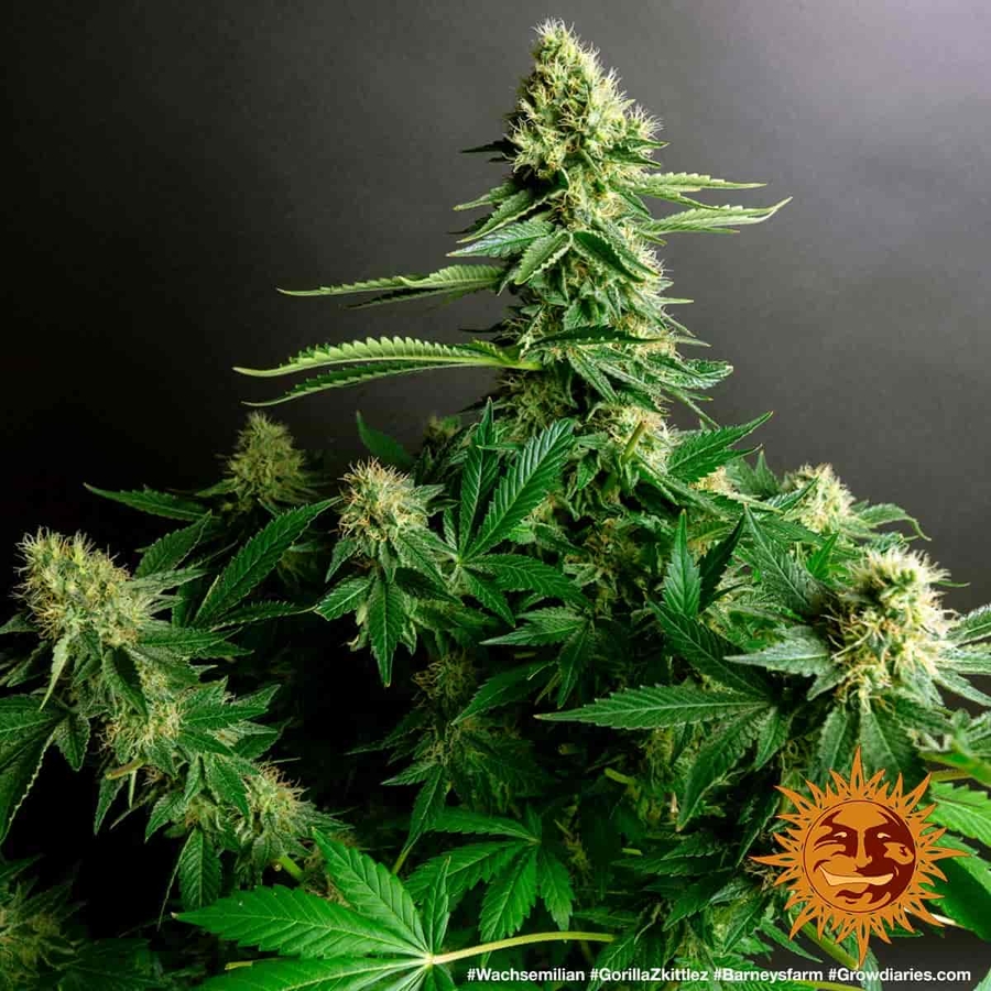 ! GORILLA ZKITTLEZ™ Cannabis Seeds BARNEYS FARM®