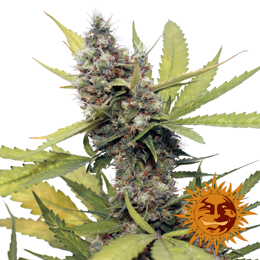 ! Honey B Semillas de Cannabis  Oficial de Barneys Farm CL