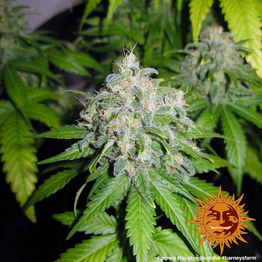 ! LAUGHING BUDDHA™ Cannabis Seeds BARNEYS FARM®