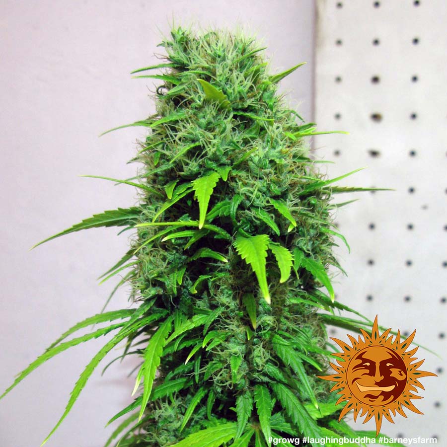 ! LAUGHING BUDDHA™ Cannabis Seeds | BARNEYS FARM®