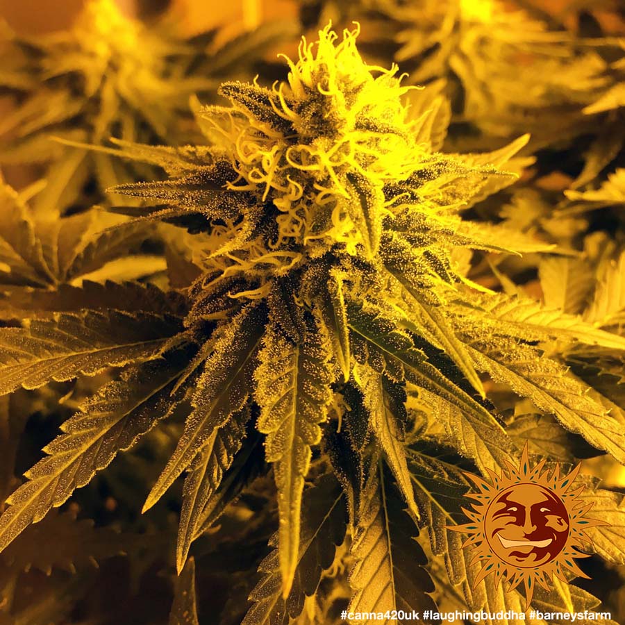 ! LAUGHING BUDDHA™ Cannabis Seeds BARNEYS FARM®