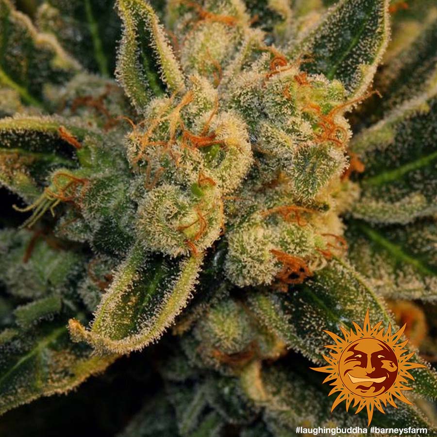 ! LAUGHING BUDDHA™ Cannabis Seeds BARNEYS FARM®