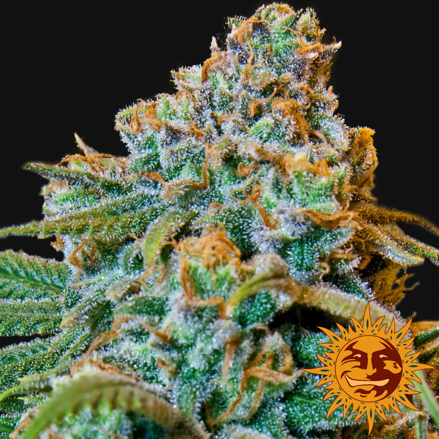 large_liberty-haze_2_646631.jpg