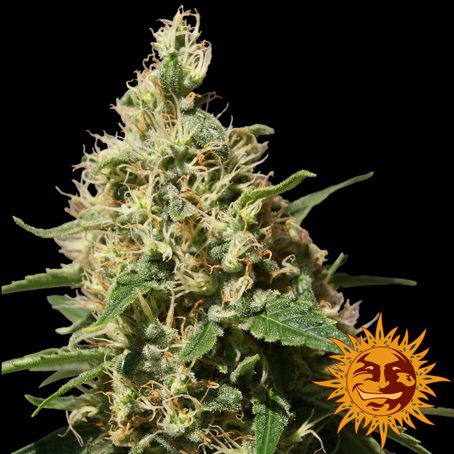 Room Temperature Cannabis Room Temperature Cannabis