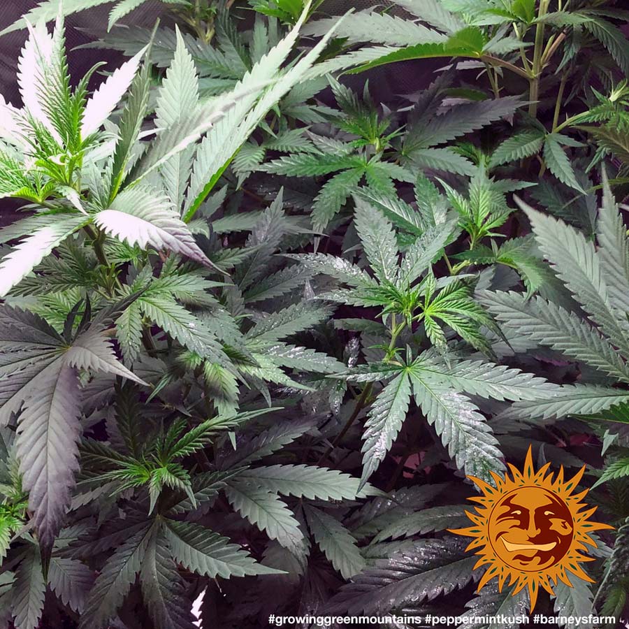! PEPPERMINT KUSH™ BARNEYS FARM® Graines de Cannabis Autofloraison